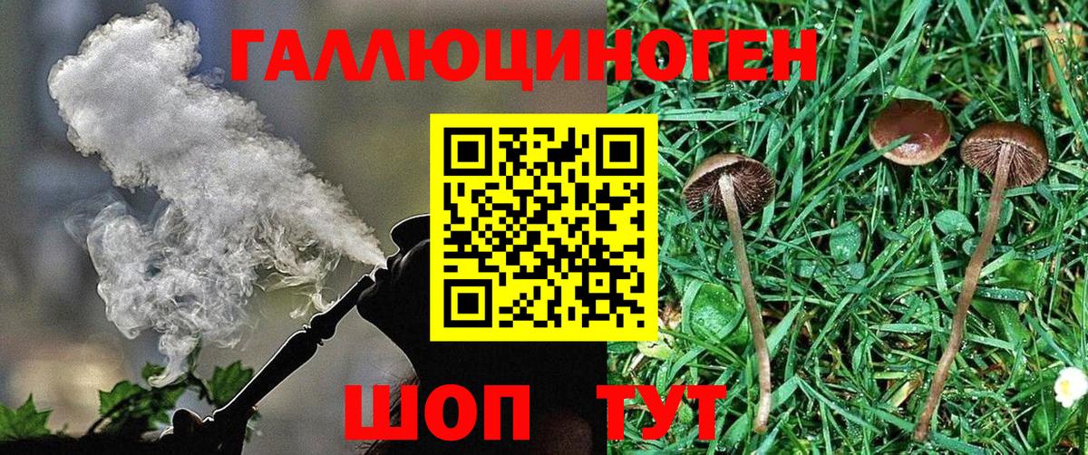Псилоцибиновые грибы Psilocybine cubensis Барнаул
